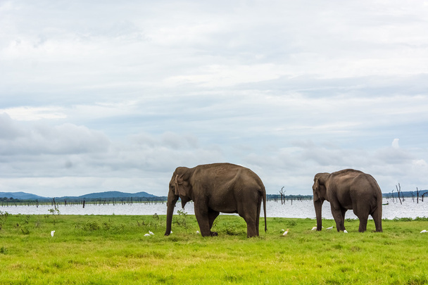 Luonnonvaraiset elefantit järvessä
 - Valokuva, kuva