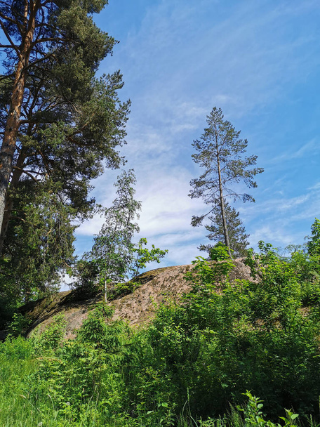 Árvores, bétula, pinho, crescendo bem nas rochas no parque natural rochoso Monrepos da cidade de Vyborg contra o fundo de um céu azul com nuvens. - Foto, Imagem