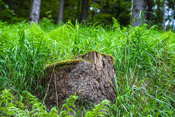 Tropezón en el bosque, talando árboles - Foto, imagen