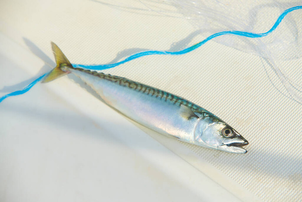 Ένα φρέσκο σκουμπρί με δίχτυ στο λευκό. Ωμά ψάρια - Φωτογραφία, εικόνα