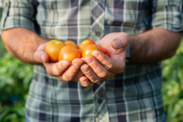  Молодой человек держит в руках натуральные здоровые помидоры из биологического сельского хозяйства - Фото, изображение