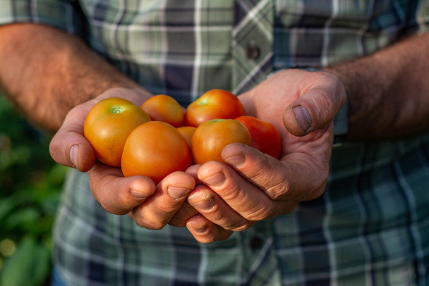  Young man hands holding natural healthy tomatoes from biological agriculture - Fotografie, Obrázek