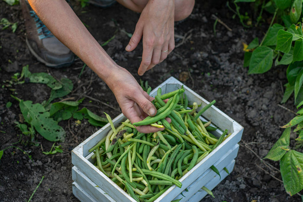 Close-up da mão de uma mulher coletando vagens de feijão verde em um dia de verão. Agrocultura sem nitratos. - Foto, Imagem