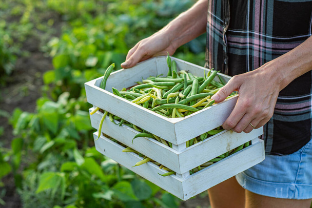 Primer plano de la mano de una mujer recolectando vainas de judías verdes en un día de verano. Agro-cultivo sin nitratos. - Foto, imagen