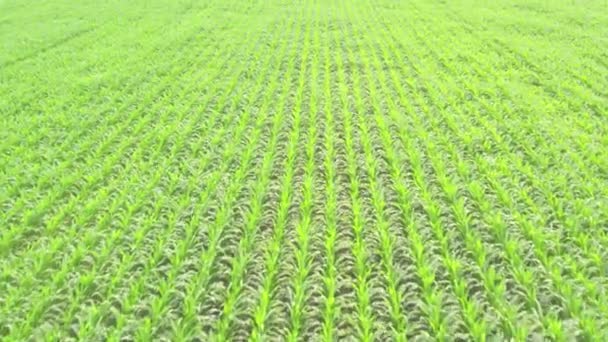 Zöld kukorica termés mezők egy napsütéses napon, légi lövés repül át drón - Felvétel, videó