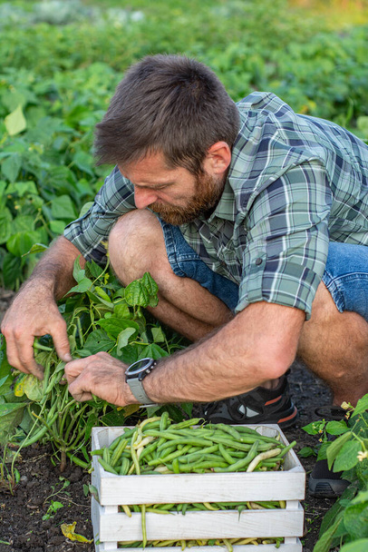 Egy férfi keze, aki babot szedett a növényből. Gazda az ökológiai és ökológiai kertjében - Fotó, kép