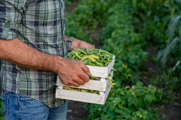 Cosecha de judías frescas verdes en un jardín, cultivo de alimentos orgánicos agricultor masculino cosecha de verduras frescas del jardín - Foto, imagen