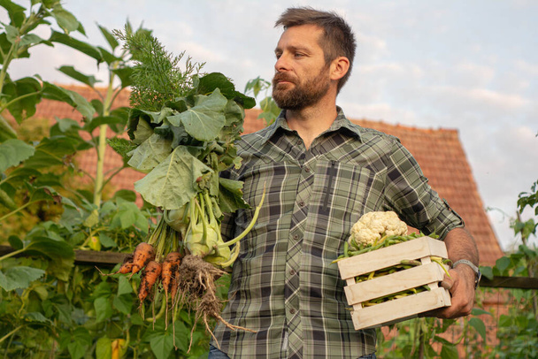 Oogst van groene verse bonen in een tuin, teelt van biologisch voedsel mannelijke boer oogsten van verse groenten uit de tuin - Foto, afbeelding