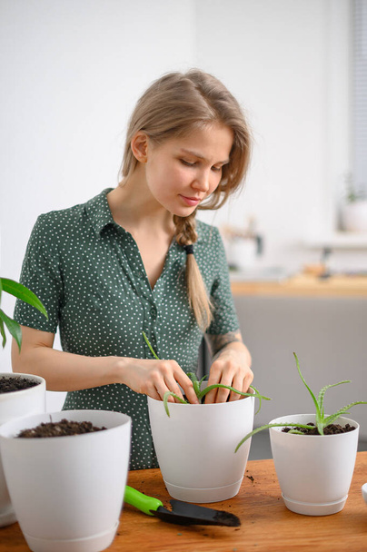 Girl transplanting plants at home in white pots - Photo, image