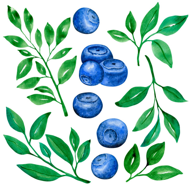 7047 Blueberry. Watercolor botanical illustration - Foto, Imagen