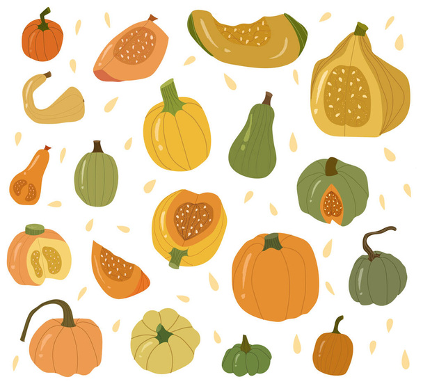 Colored pumpkin collection, autumn vegetable whole and slice. - Vettoriali, immagini