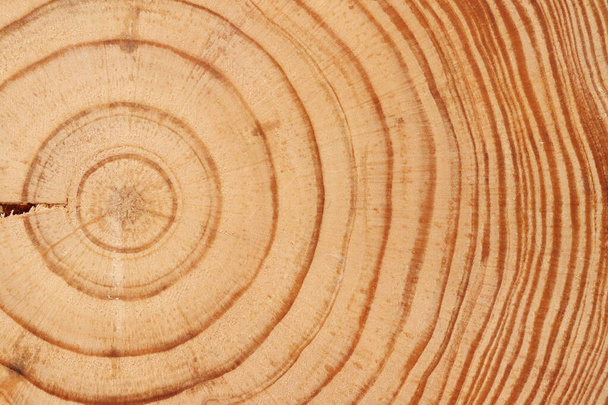 Dennenboom gesneden textuur. Lichte houttextuur van dichtbij.  - Foto, afbeelding