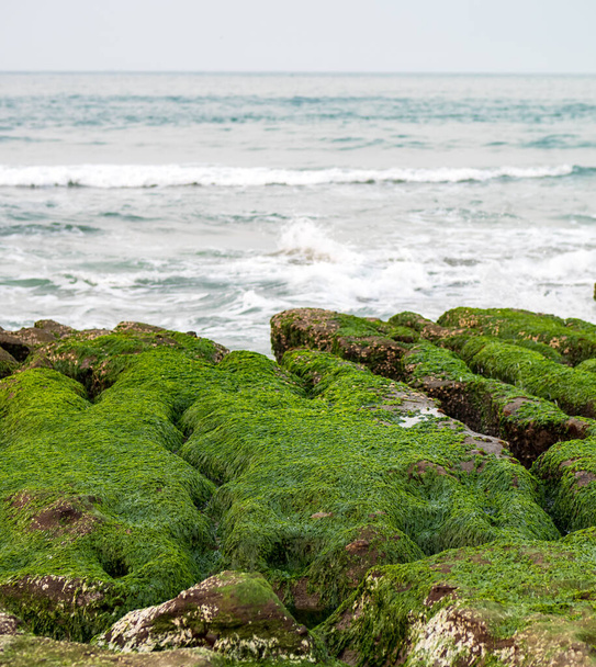 View of Laomei Green Reef (Stone troughs) at New Taipei City. Green algae on the sea groove (Sea erosion ditch) only in April and May. - Photo, Image
