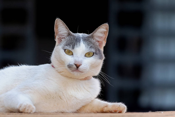 A white female cat with gray ears, yellow eyes and a pink necklace looking at the camera while sunbathing. Animal world. Pet lover. Animal lover. Cat lover. Animals defender. - Φωτογραφία, εικόνα