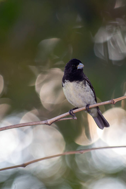 A Rusty-collared Seedeater also know as "Coleiro" perched on a tree. Species Sporophila collaris. Bird lover. Birdwathching. - 写真・画像