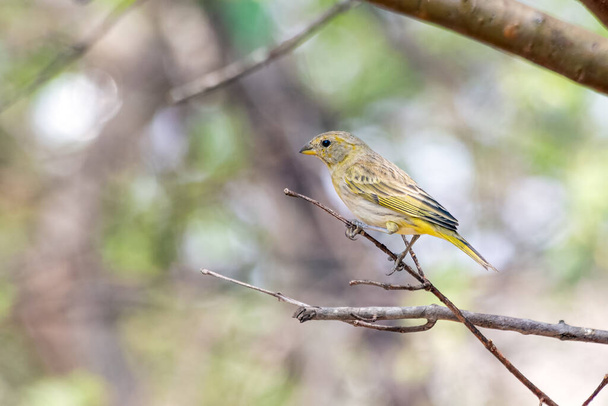 Um Saffron Finch também conhecido como Canario é uma ave amarela típica da região centro-sul do Brasil. Espécie Sicalis flaveola.  - Foto, Imagem