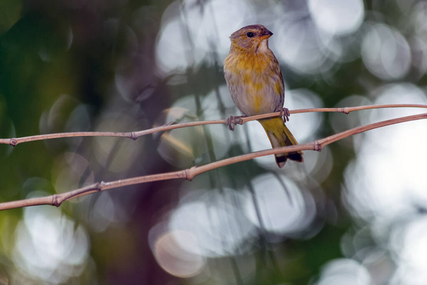 "Canario" olarak da bilinen Saffron Finch 'in dişisi, Brezilya' nın güney-orta bölgesinde bulunan tipik bir sarı kuştur. "Tür Sicalis flaveola. Kuş gözlemcisi. Sarı kuş.. - Fotoğraf, Görsel