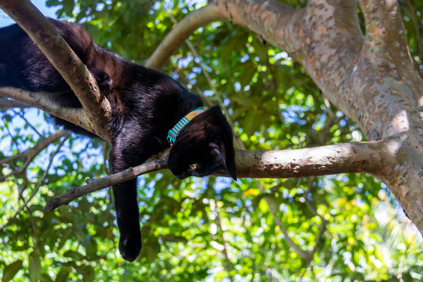 A black puppy cat lying on a branch of a tree looking down. Sunbathing time. Animal world. Pet lover. Animal lover. Cat. Lover.  - Valokuva, kuva