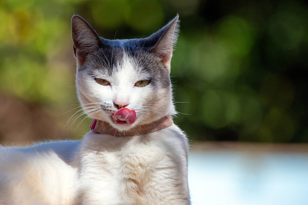 A beautiful white female cat with gray ears licking her mouth with her tongue. Animal world. Pet lover. Animal lover. Cat lover.  - Φωτογραφία, εικόνα
