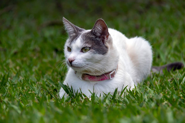 A beautiful female white cat with gray ears lying on the lawn of the house's garden at noon. Sunbathing time. Animal world. Pet lover. Animal lover. Cat. Lover.  - Fotografie, Obrázek