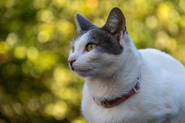 A beautiful female cat with yellow eyes and pink collar walks in the garden in the late afternoon. Golden hour. Animal world. Pet lover. Animal lover. Dog lover - Photo, image