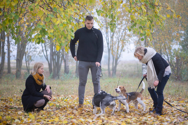 właściciele zwierząt domowych z syberyjskimi psami husky i beagle mają miły czas w parku miejskim w jesienny poranek - Zdjęcie, obraz