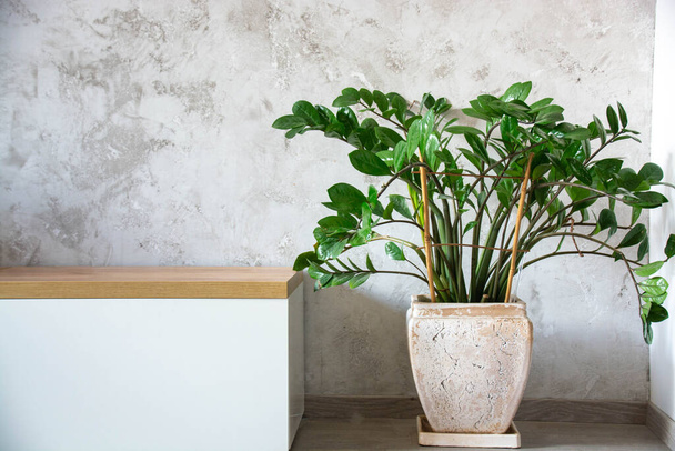 Beautiful house plant zamiokulkas in a white pot on a gray concrete background. The concept of minimalism. - Foto, afbeelding