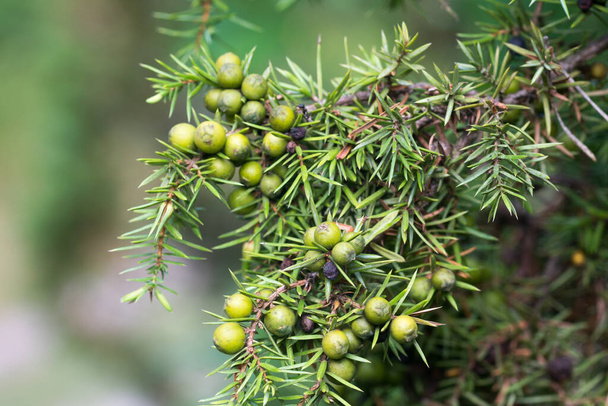 green juniper berries on twig closeup selective focus - Photo, Image