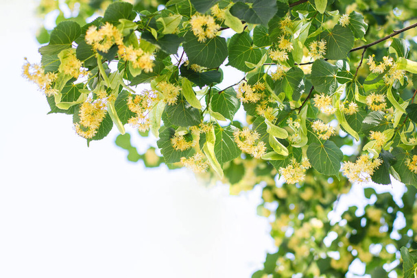 fundo de primavera com closeup de flores da árvore de tília  - Foto, Imagem