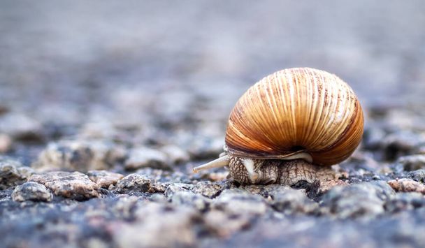 Close-up of a brown snail crawling along the road. A snail crawling on the asphalt, on a blurred background, copy space. Ecology and environmental protection concept. Selected focus - Photo, Image