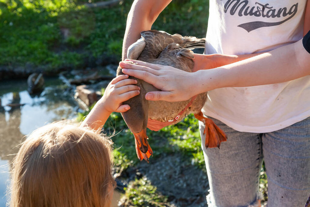 Маленькая девочка гладит утку, которую взрослая мать держит на руках в летний день.. - Фото, изображение