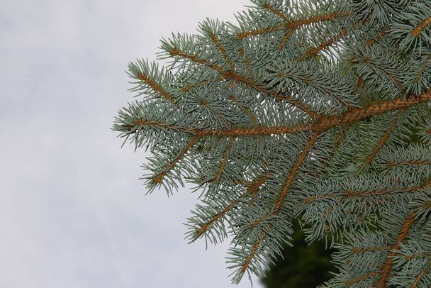 Mladé zelené větve vánočního stromku v zahradě - Fotografie, Obrázek