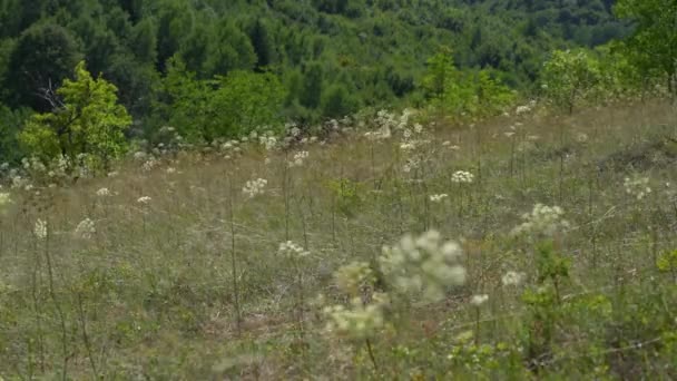 Viento en las flores Perejil de vaca (Anthriscus sylvestris) - Metraje, vídeo