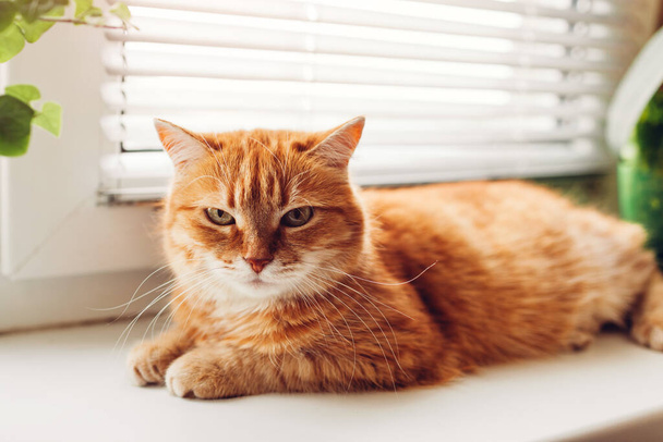 Ginger cat lying on window sill at home in the morning. Pet enjoying sun amont flower pots - Фото, зображення