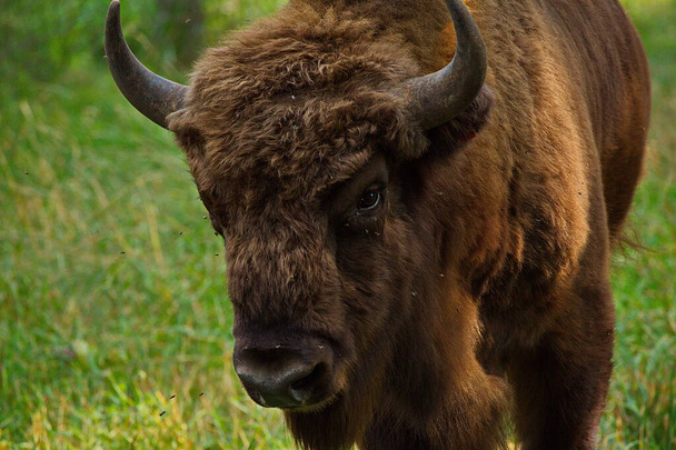Mladý bizon v kleci pod širým nebem ve školce. - Fotografie, Obrázek