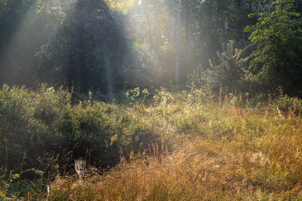 Early morning in the meadow. The cobweb glows in the rays of the rising sun. Beautiful nature. - Photo, Image