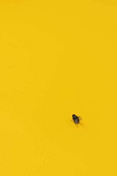 Gros plan de sale mouche commune sur fond jaune avec espace de copie, pose plate - Photo, image