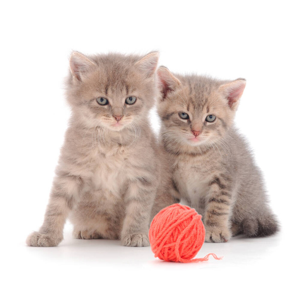 Two kittens with ball of yarn isolated on white background.  - Φωτογραφία, εικόνα