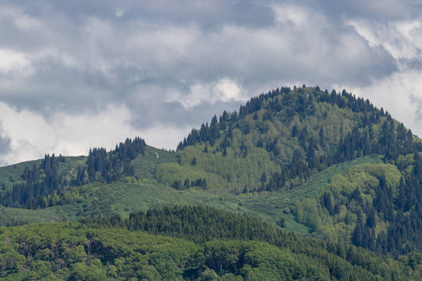 O topo da colina e suas encostas são cobertas com coníferas. Contra o fundo de nuvens cinzas - Foto, Imagem