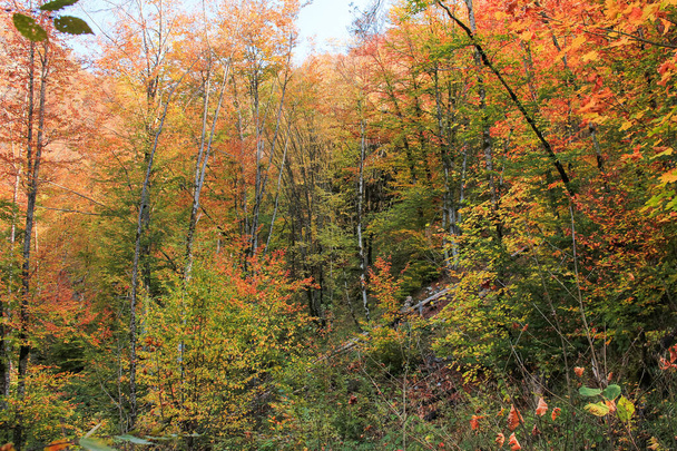 山の中の美しい秋の森. - 写真・画像
