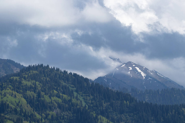 On the hillside there is a coniferous forest, behind which there is a mountain peak and clouds - Фото, изображение