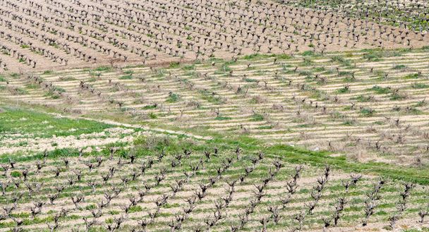 Vineyards, Paphos, Cyprus - Фото, изображение
