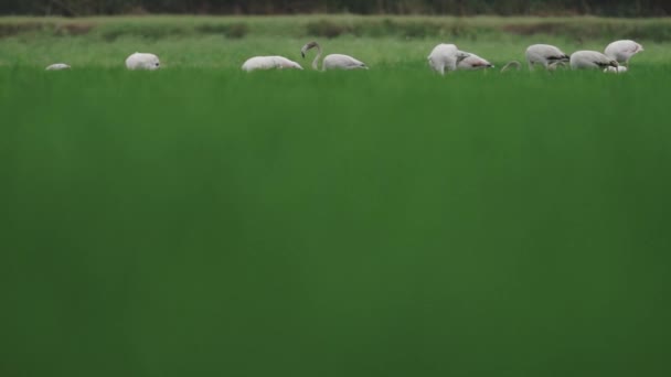 Flamingo-Gruppe füttert und läuft im Zeitlupentempo über grüne Reisfelder - Filmmaterial, Video