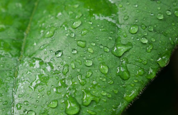 Folha verde com gotas de água - Foto, Imagem