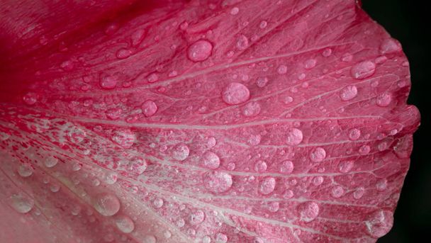 Kapky vody na květině Hibiscus rosa-sinensis Je to kvetoucí rostlina rodu Hibiscus, čeledi Malvaceae, původem z východní Asie. - Fotografie, Obrázek