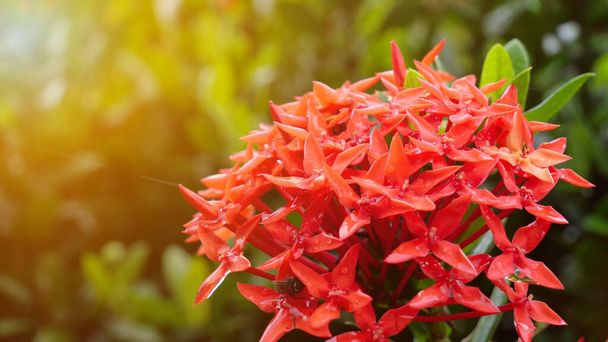 Όμορφο κόκκινο ixora στον κήπο με το φως του ήλιου στο παρασκήνιο. - Φωτογραφία, εικόνα