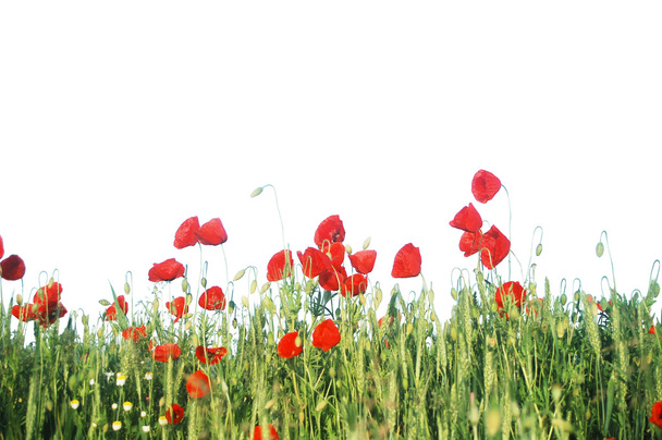 schöne rote Mohnblumen auf einem Weizenfeld - Foto, Bild