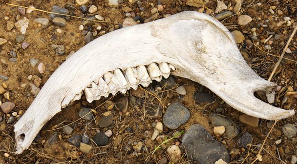 Jaw. The bones on the ground. part of skull over cracked dried earth due to a world drought and climate change, , illustrating the effects it has on wildlife - Photo, Image