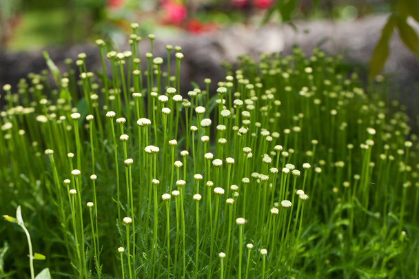 The Santolina is a medicinal plant that smells like chamomile. - Photo, Image