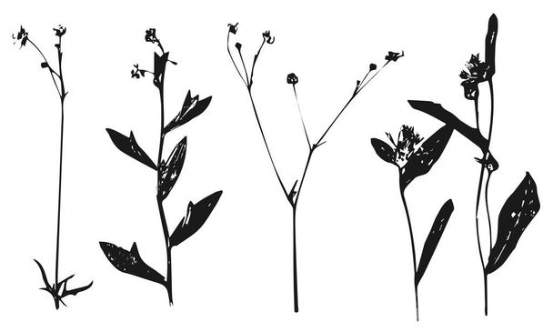 flowers vector plant silhouette isolated on white background - Vector, Imagen